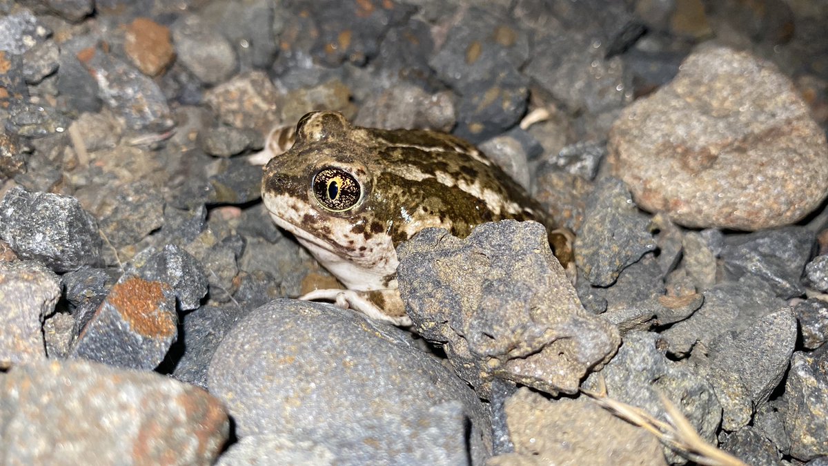 Nathalie Jreidini tweet media