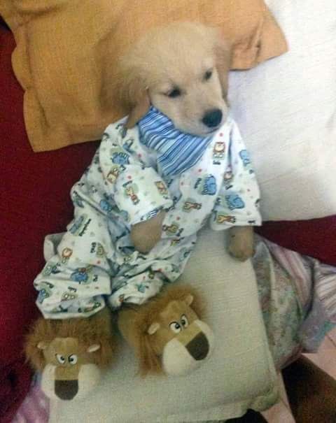 DogsInOnesies's tweet photo. https://t.co/YkbP1Kk89A