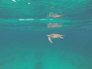 corvettewitha's tweet photo. Had an amazing vacation in Turks and Caicos 🏝🐠🐢🤿🐚⛱🛫🗺🇹🇨🕶🌅🌊 https://t.co/EGJo36NoPL