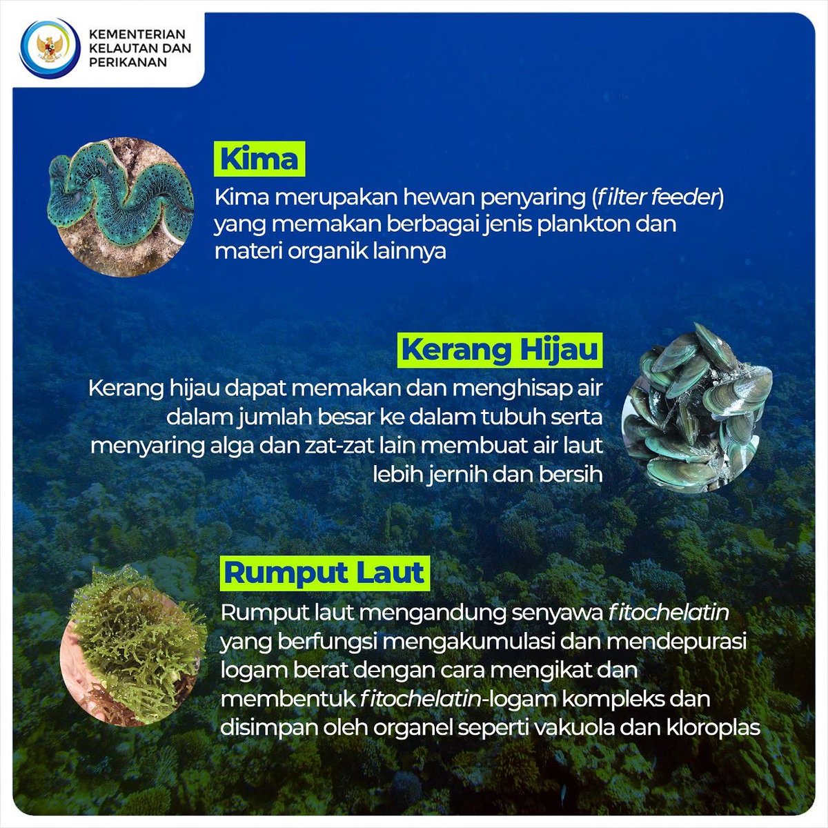 kkpgoid's tweet photo. Biota laut apa saja yang menjadi filter alami di perairan laut? Yuk simak infografis di atas!

#KKPAccelerate #EkonomiBiru #KKPGOID #MenteriKKP #SaktiWahyuTrenggono #FilterAlamiLaut #BiotaLaut https://t.co/MpYnyaMcE2