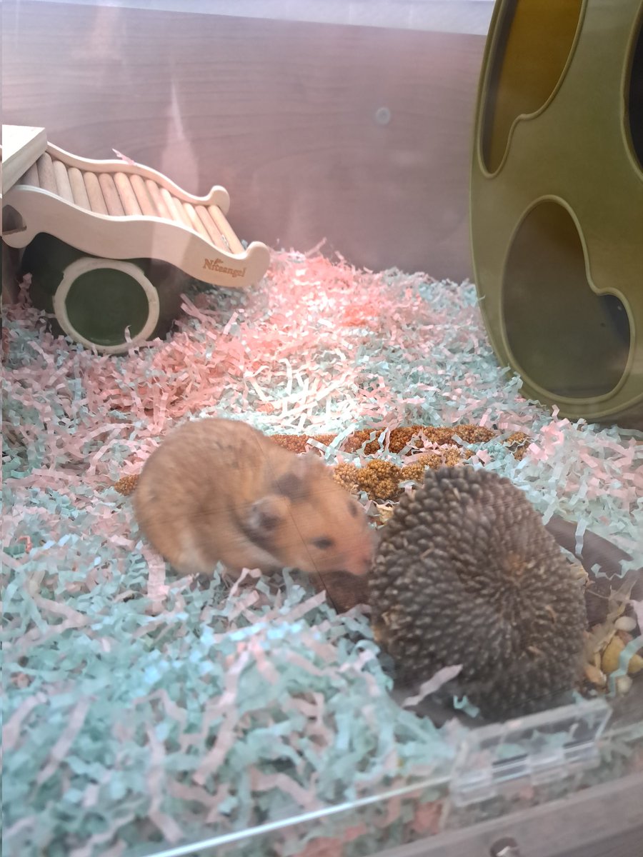 해바라기 농사는 잘 지은 거 같아요