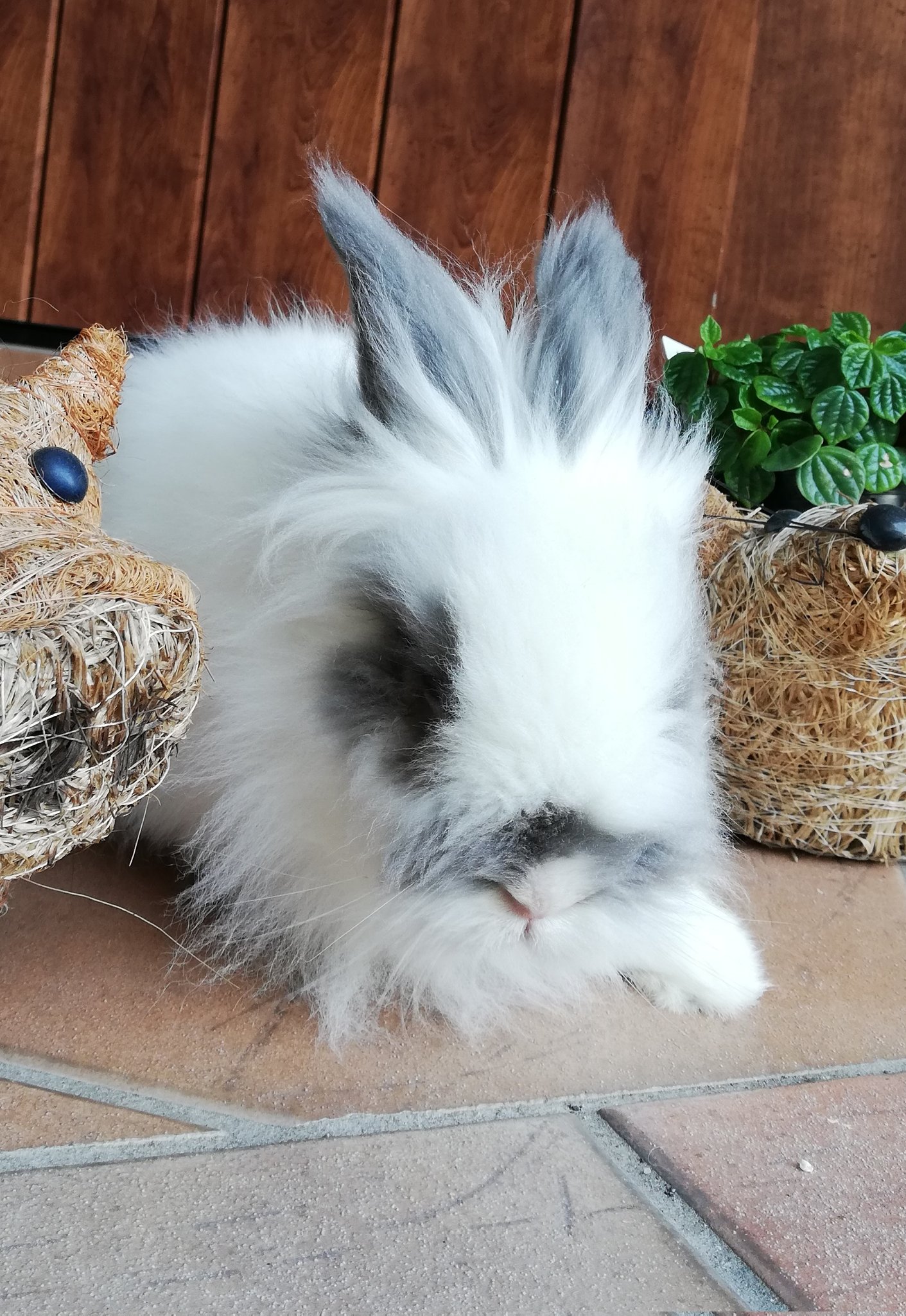 うさぎのココ 12年目 おはピョン 去年と比べてお顔が違うのは 老化の影響で被毛が目に入るのを防ぐため 目の周りの毛をカットしているからです ちょっとシャープな印象に うさぎのいる生活 うさぎ ウサギ 長寿 老ウサギ 長寿ペット 里子