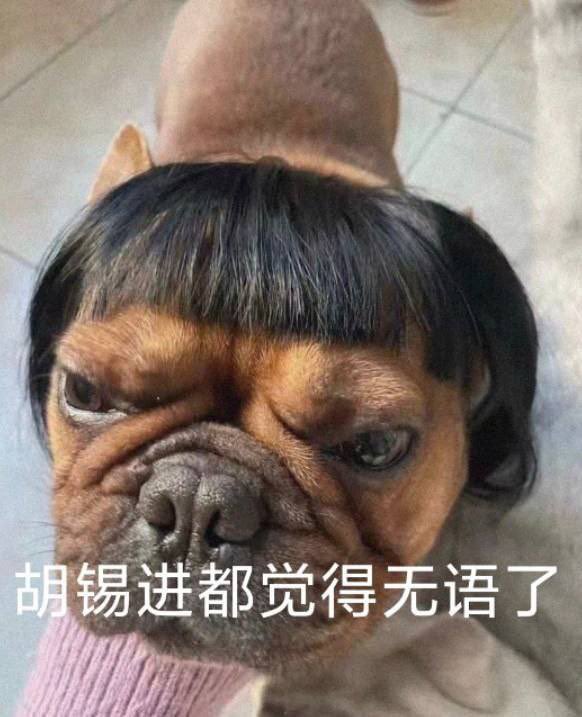 950kingdamchi's tweet photo. @CCPoffice @SocDoneLeft 这狗画的不如这张传神 https://t.co/1ytTZ0RJkk