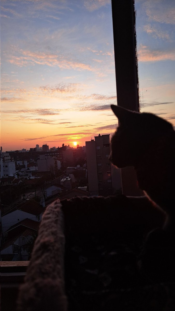 ocampolb's tweet photo. Mi gata y el atardecer siempre 🐈❤️‍🩹 https://t.co/Kf1JvC3m3L