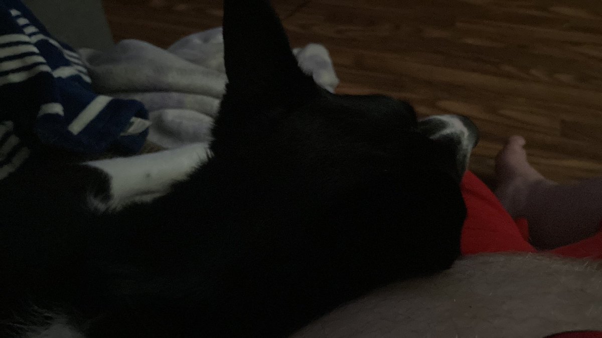 BarbarianPyro's tweet photo. Gaming buddy https://t.co/HAbuaQAP7X