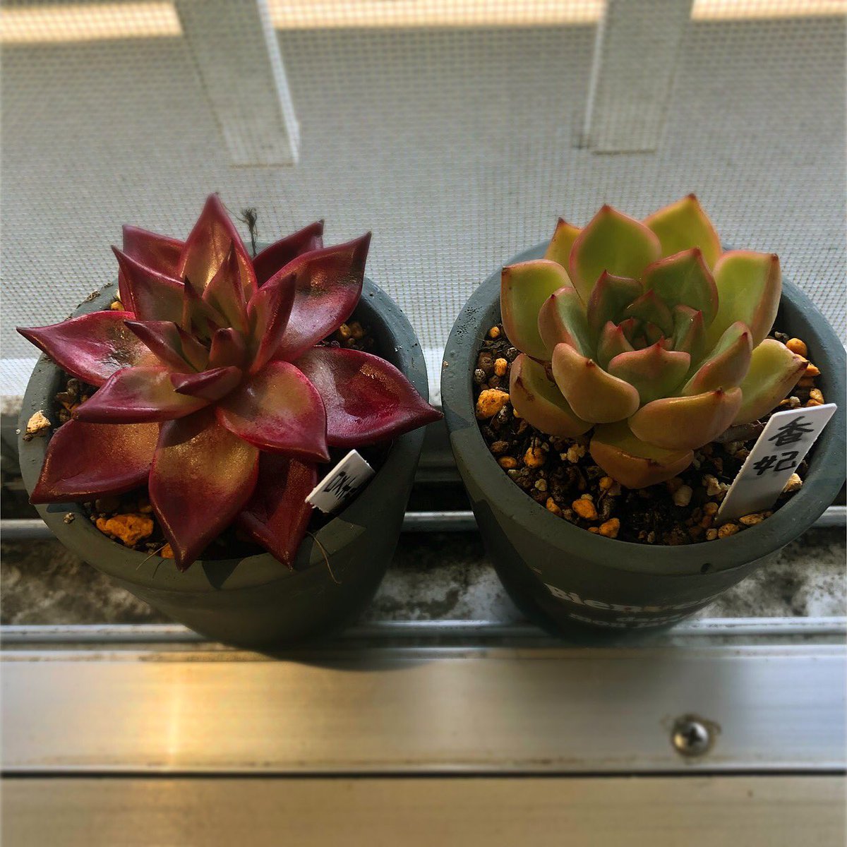 Ta_bo2019's tweet photo. ��しぶりのツーショット😊

#多肉植物 #多肉初心者 #ロメオルビン  #香妃 https://t.co/Nl1CeQCfOv