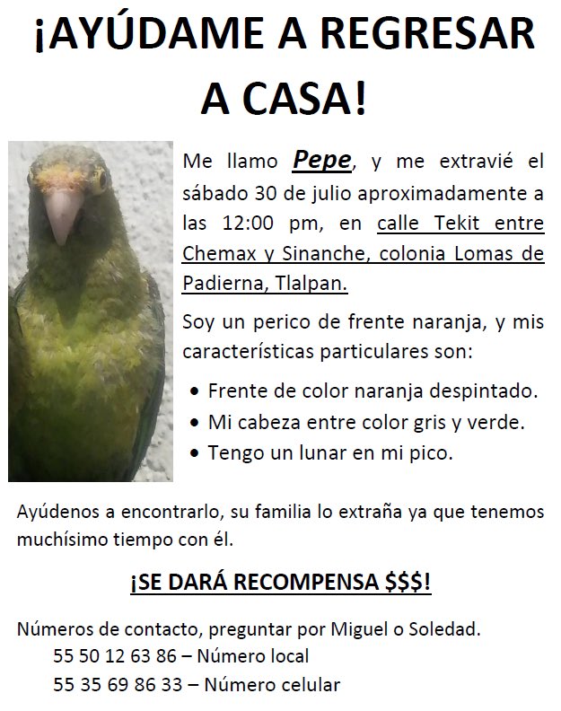 TlalpanVecinos's tweet photo. Se busca 🦅 https://t.co/rqQmSiLvt8