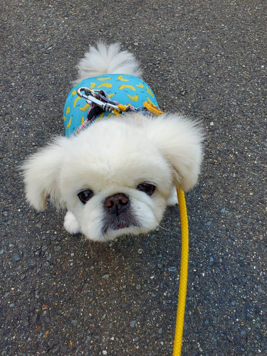 ストリートウンチングドッグ By ホワイティいぬだ Edayfm