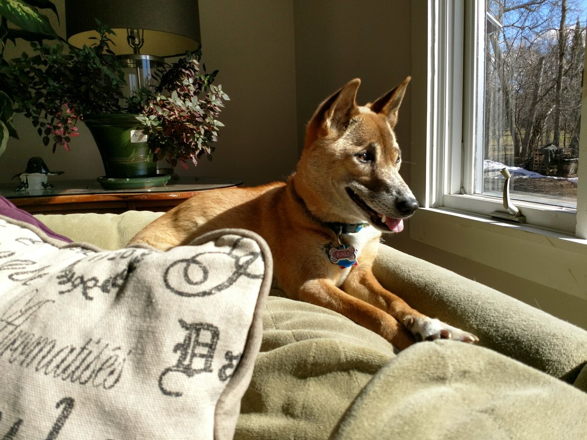 NGSingingDogCS's tweet photo. This singer's owner has always found a favorite activity is finding a sunbeam, inside or outside. Since wild singers typically live above the cloud line in New Guinea, curious if wild singers seek out any patch of sun as well?
#NGSDCS #NGSD #newguinea #singers #dingo #dog https://t.co/SGLSnGSCj9