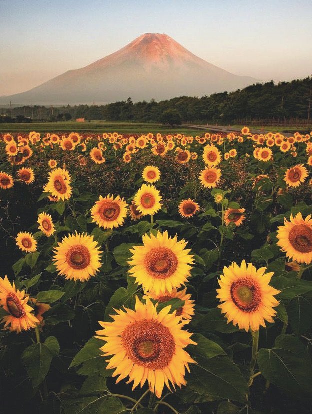 la belleza de los paisajes con girasoles.
