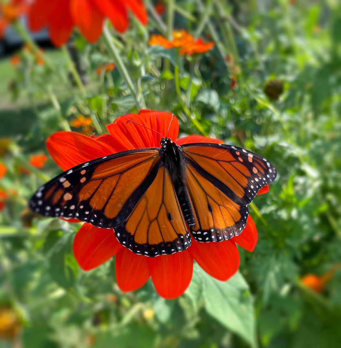Here they come again .. are you ready #MonarchButterflies #Asheville