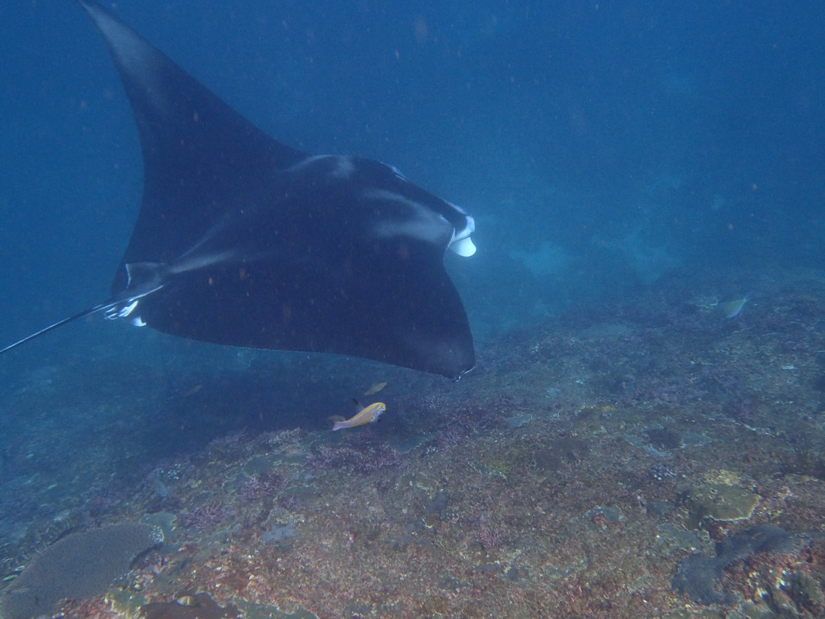 enadive's tweet photo. Please come to Bali and dive with us https://t.co/HnQv5WaDgS #scubadive #scubadiving #scubadivingbali #balidiving #divebali #divetravel #snorkelingbali #enadive https://t.co/tRfz3QZVyW