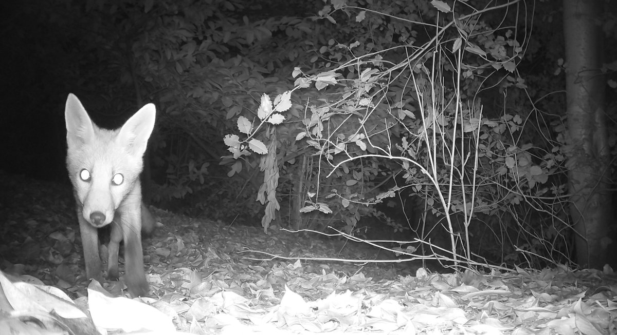 Been exploring the wildlife of <a href="/wrexham/">Wrexham.com</a> over the last few weeks, to check out the full project you can head over to right here facebook.com/BackyardBeasts1