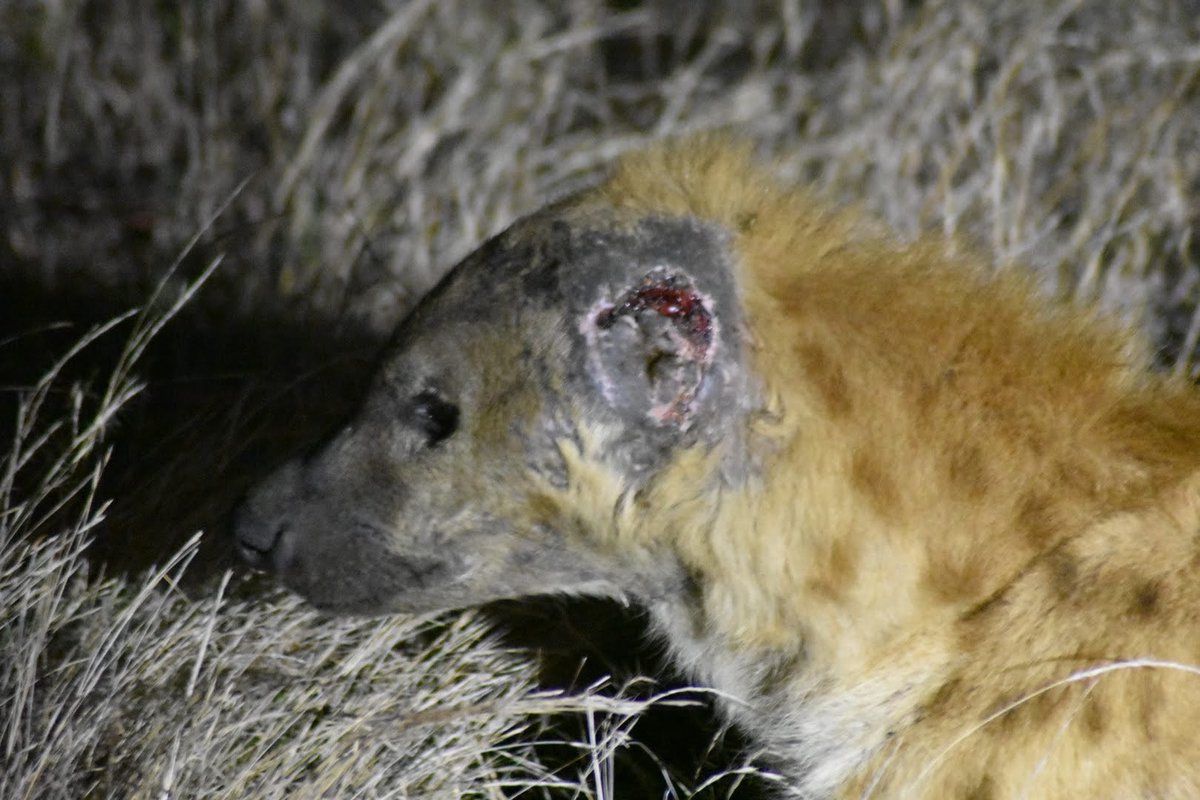 C_Ravinet's tweet photo. This hyena in Kruger National Park had both ears missing. Any ideas what would have caused this? Other hyenas? Lions? #kruger #hyena #behaviouralecology #askascientist #ecology #biology https://t.co/ZKxa51neih