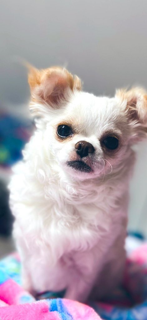Lostfmylove's tweet photo. When @Doshi_Token #1000xgem next week me my friend @kidhenok2_0 taken @cultqueen_eth cult queen to vacation, we donโt take @notkelbel and @phaltron they both counting cash form #cult and #DOSHi #DOSHIARMY #DOSHITOKEN we dog suiting in private Jets ๐ https://t.co/V77nzaK3dW