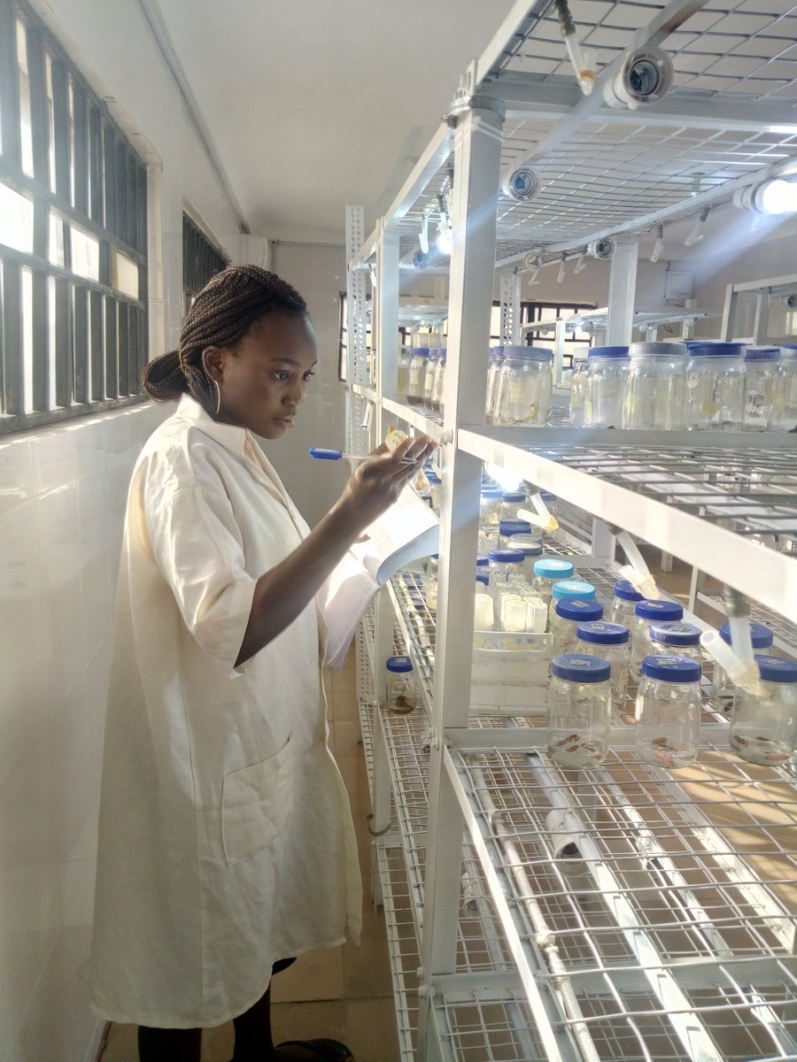 oluwaseunflora1's tweet photo. Here is my #PlantsInside this was while I was working on in-vitro Propagation of Tigernut, to develop a sterilization protocol. The research was very insightful for me, it was one of the major eye-opener that developed my interest in Plant evolution and genetics.
Wonders in Plant https://t.co/L7Cu2M9Yro