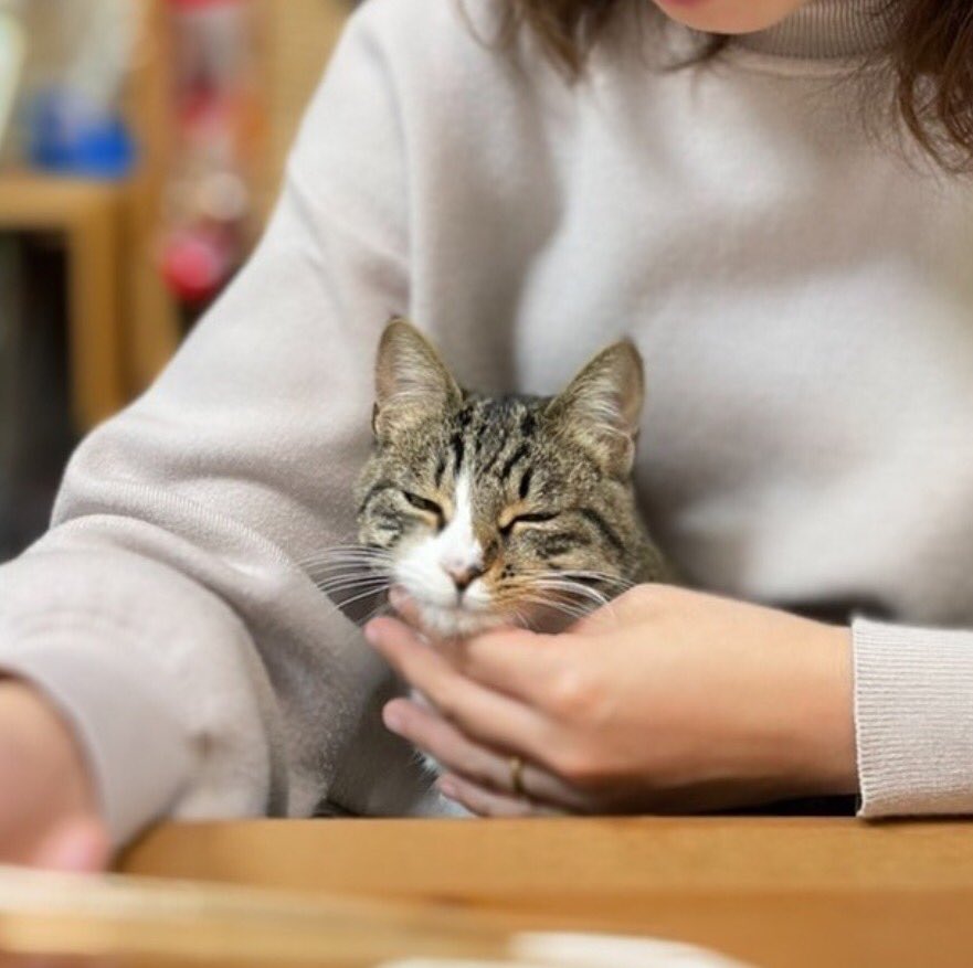 mona_cat_00's tweet photo. ほぼ寝ている…😪✨
   
#保護猫
#ねこ 
#猫がいる暮らし 
#猫好きさんと繋がりたい https://t.co/gXsKV4dr2h