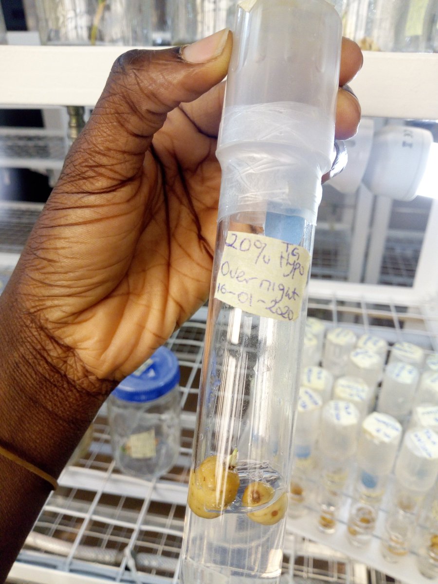 oluwaseunflora1's tweet photo. Here is my #PlantsInside this was while I was working on in-vitro Propagation of Tigernut, to develop a sterilization protocol. The research was very insightful for me, it was one of the major eye-opener that developed my interest in Plant evolution and genetics.
Wonders in Plant https://t.co/L7Cu2M9Yro