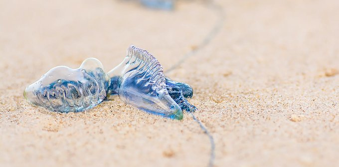 Like beaches? Like marine invertebrates? Come join us for a PhD at @unswcmsi on the fascinating bluebottle - collaborative research funded by the ARC with @GriffithJellies, @Amandine_ocean, @moninya and @Dr_Jaz_Lawes. Apply before 15th Sep. Details at: unsw-my.sharepoint.com/:b:/g/personal…