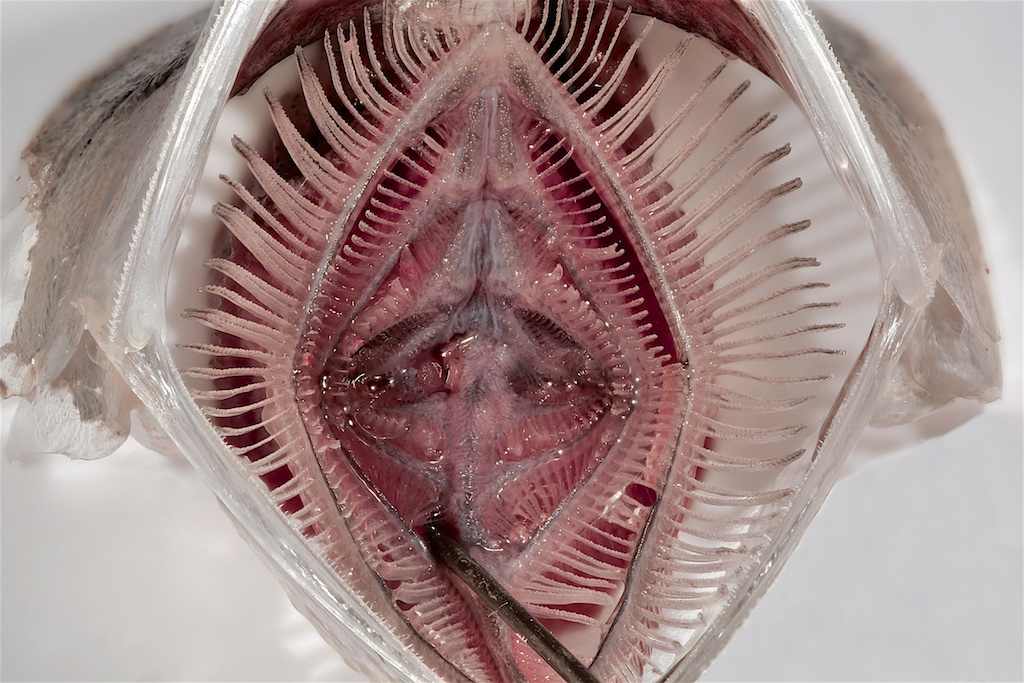 UMSICHT's tweet photo. Lassen sich #Fische als Vorbild für die Entwicklung bionischer #Mikroplastikfilter in #Waschmaschinen nutzen? Dieser Frage gehen Fraunhofer UMSICHT, @UniBonn & Hengst im Projekt #FishFlow nach. Ein Blick auf den Stand der Forschung.
➡️ https://t.co/HMYnh5xukn https://t.co/nasQBZ99il