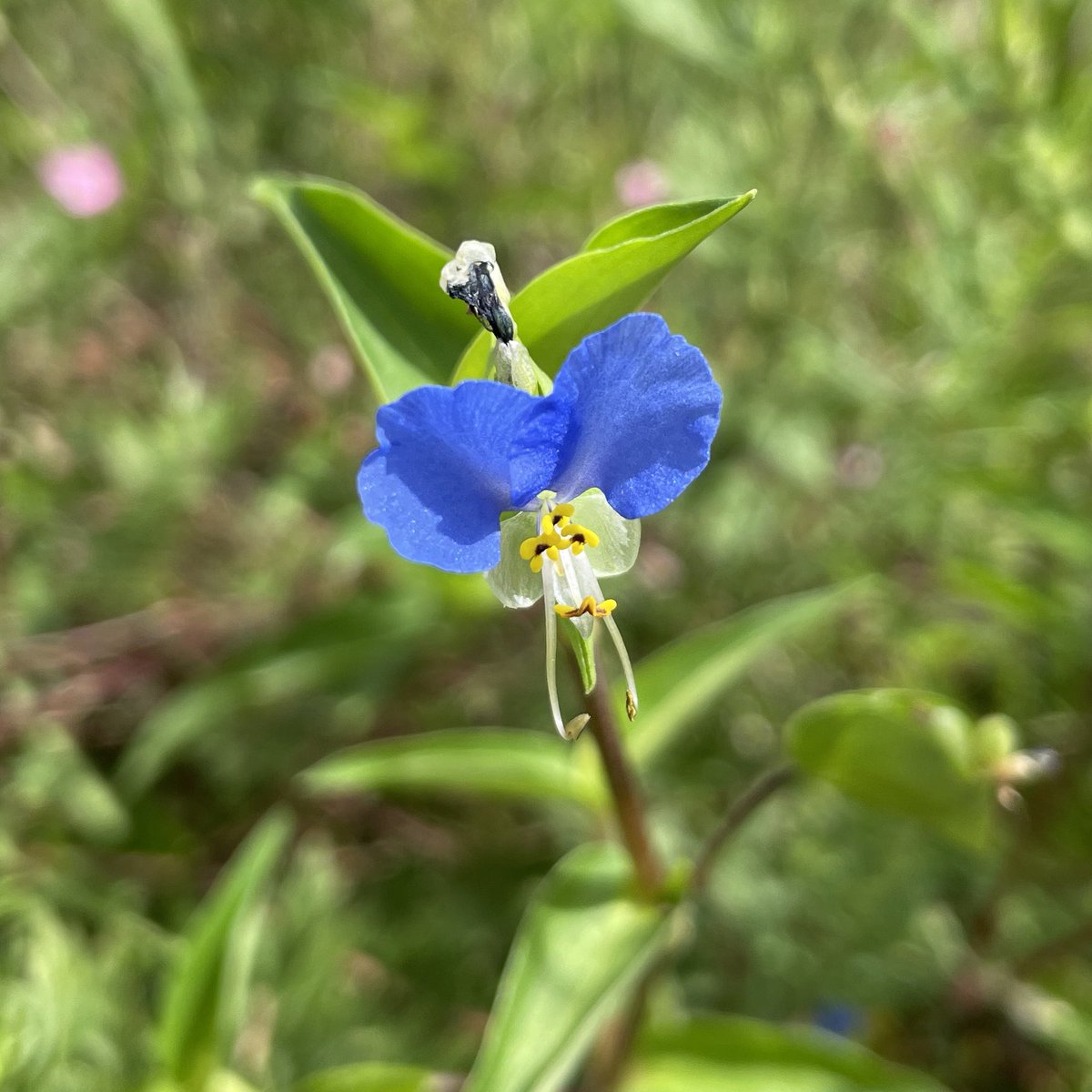 superykatol's tweet image. バカに暑いっすね。こういう日に走りたくなる俺も馬鹿🚲
#FlowerHunting #2hot