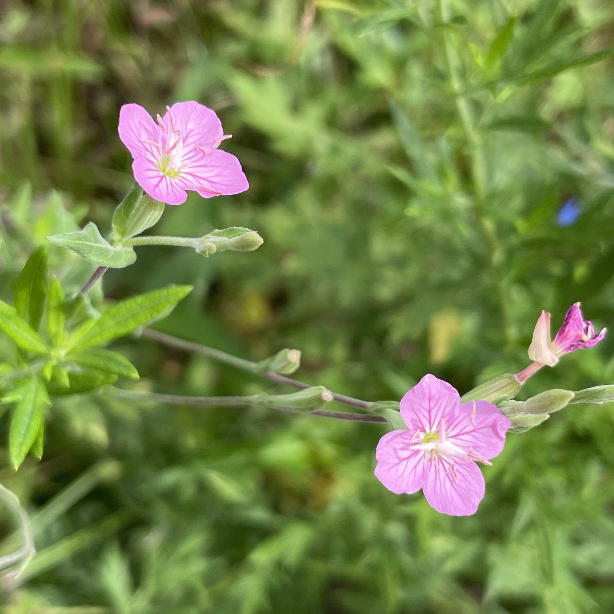 superykatol's tweet image. バカに暑いっすね。こういう日に走りたくなる俺も馬鹿🚲
#FlowerHunting #2hot