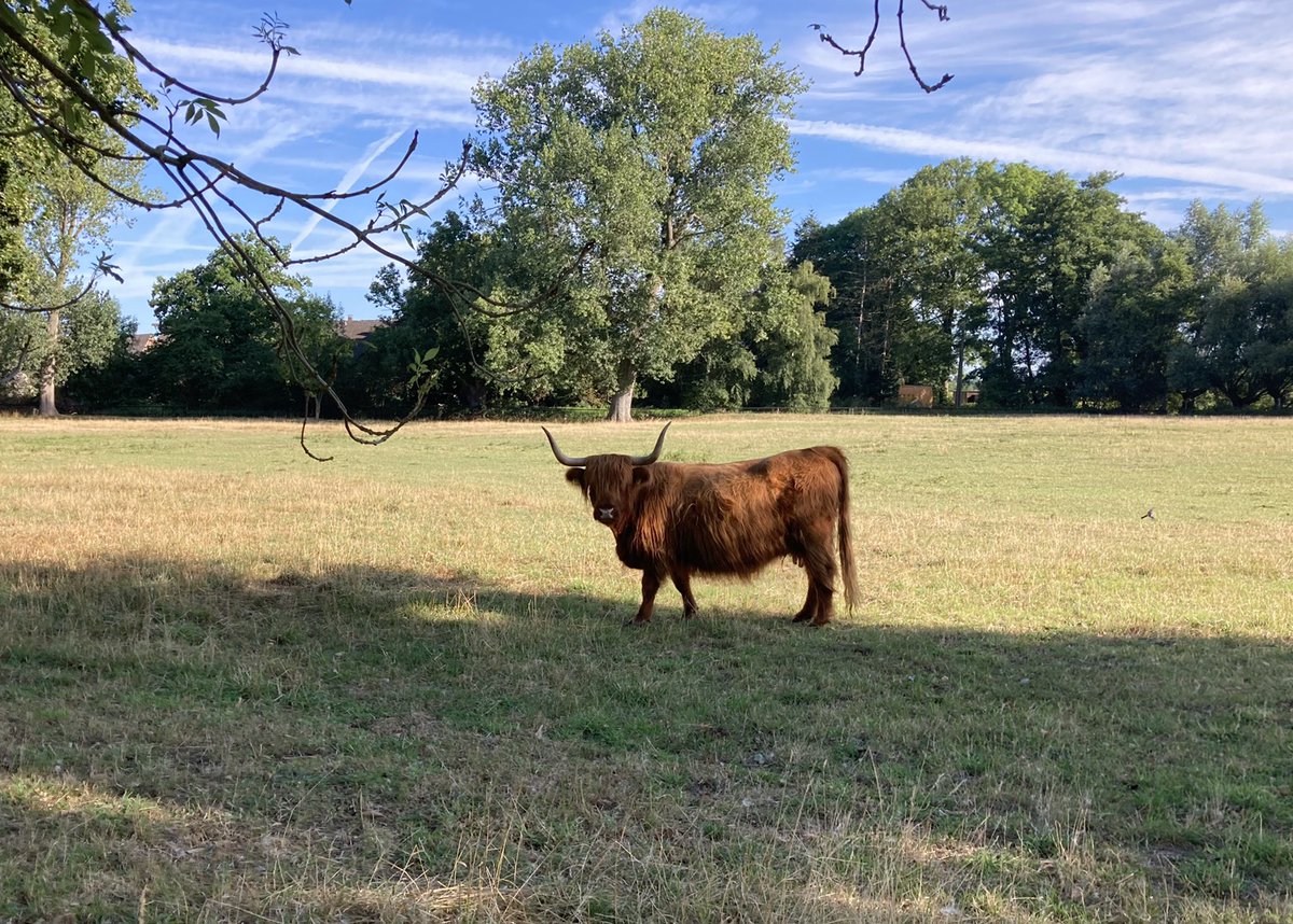 rivieractief's tweet photo. Goodmorning, she chooses for shadow #cow #schotsehooglander #scottishhighlander #niederrhein #germany #deutschland #kuh #shadow #schaduw https://t.co/TOjp1ss9lr