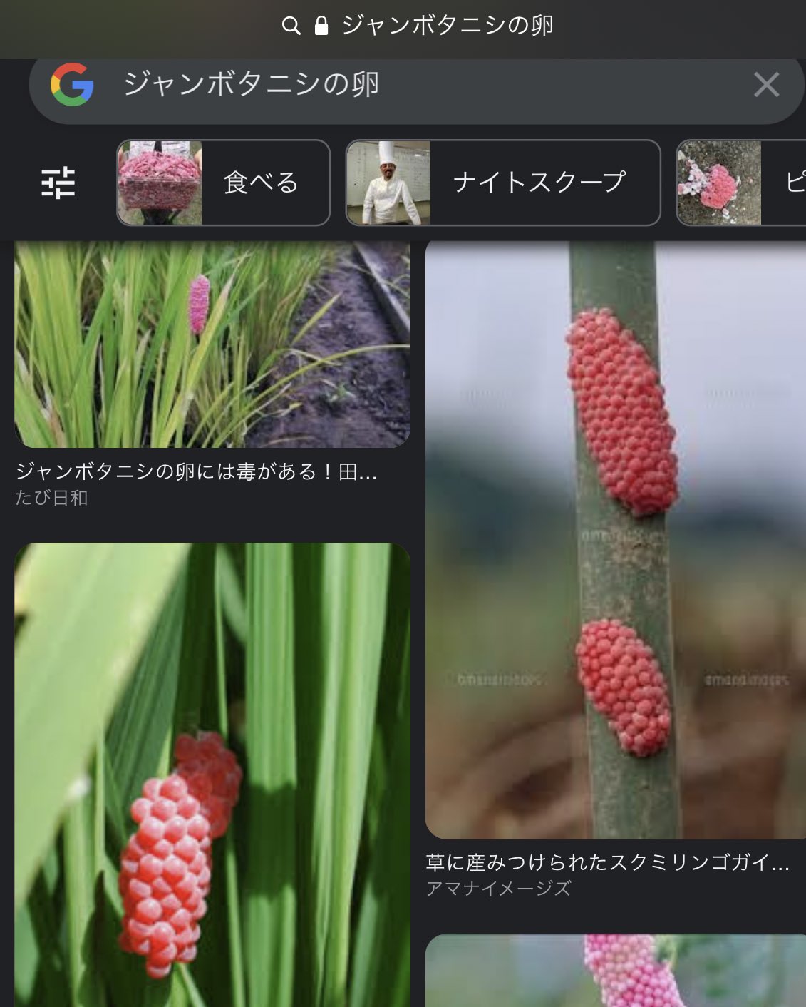 みらいせいねん ミャクミャク様 の武器が スタバの新作 クリームパイ ソード だったらかっこいいかなと描きかけましたが 夢に ジャンボタニシの卵 出てきそうなのでやめました 食べたら結構おいしそうです T Co Eihjkilt Twitter