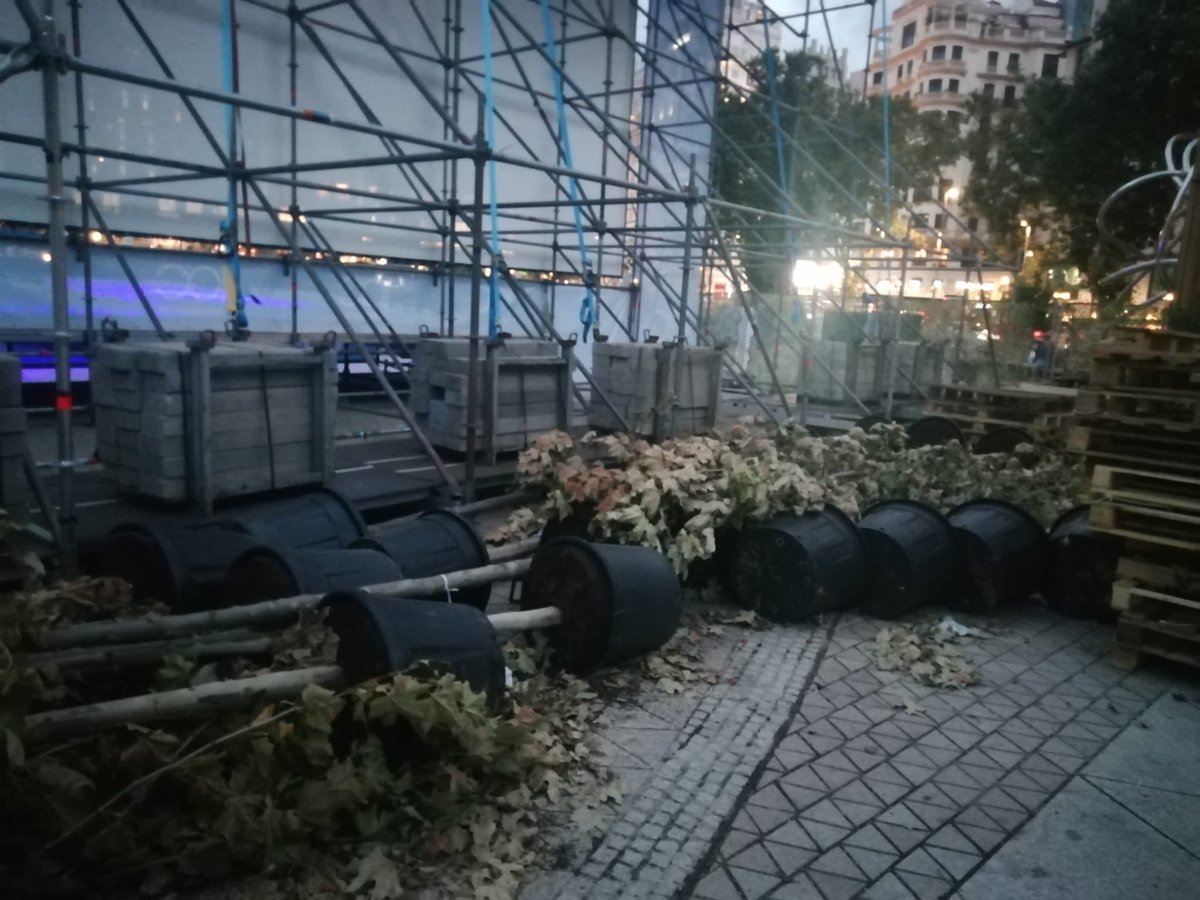 Esther_Gomez_M's tweet photo. Al menos 30 plátanos de unos añitos ya, traídos de vivero, se han dejado secar detrás de la pantalla del cine de verano en Plaza de España. Otra barbaridad de Almeida contra el arbolado. Sólo le importa el titular y la foto, y mientras los árboles en Madrid siguen muriendo https://t.co/oAxXc5ryiD