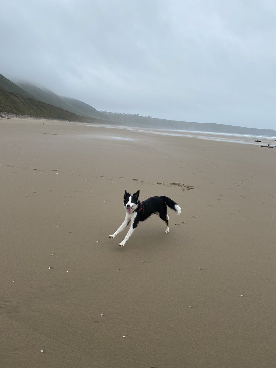 hettie1972's tweet photo. Love is….. driving a 400 mile round trip in a day to see your children having fun with each other even tho they’re #teenager 😂and letting your #bordercollie run for miles on the best beach ever in her homeland!!
#rhossilli  #familyfun #proudmuva https://t.co/HlGHwnKCZ9
