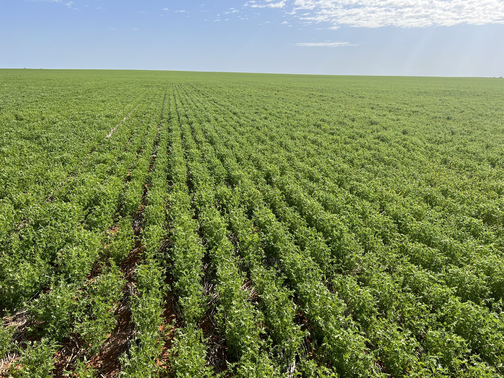 Barry Haskins on Twitter "Cracking crop of hallmark lentils 👌 https