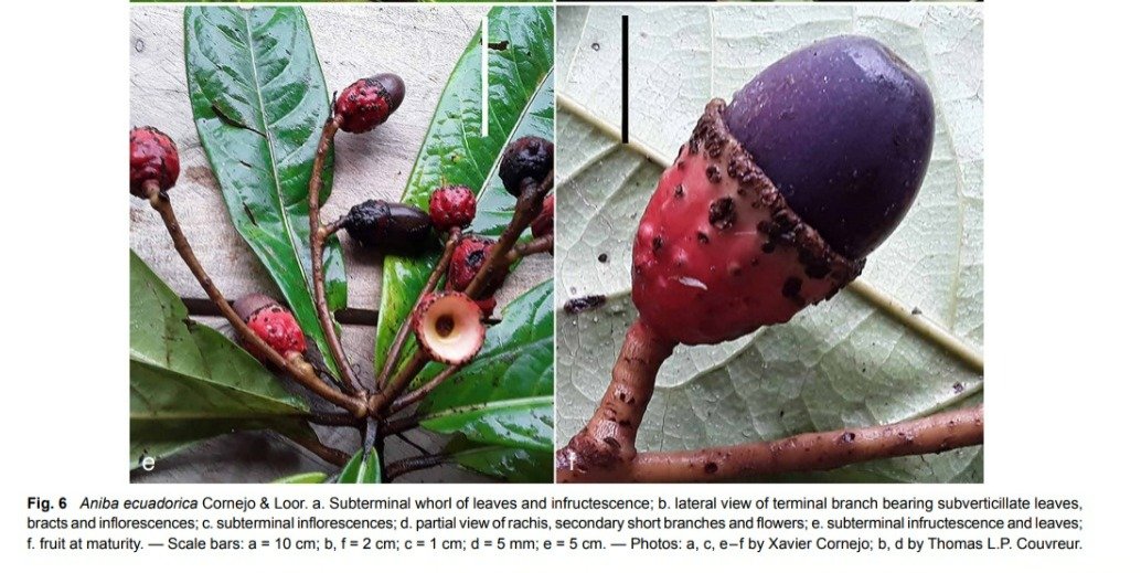 Hemos publicado en Blumea: Aniba ecuadorica (Lauraceae) y Guatteria esperanzae (Annonaceae), dos nuevas especies de árboles endémicos de los fragmentos de bosque muy húmedo de Manabí, principalmente de La Esperanza, en el occidente de Ecuador