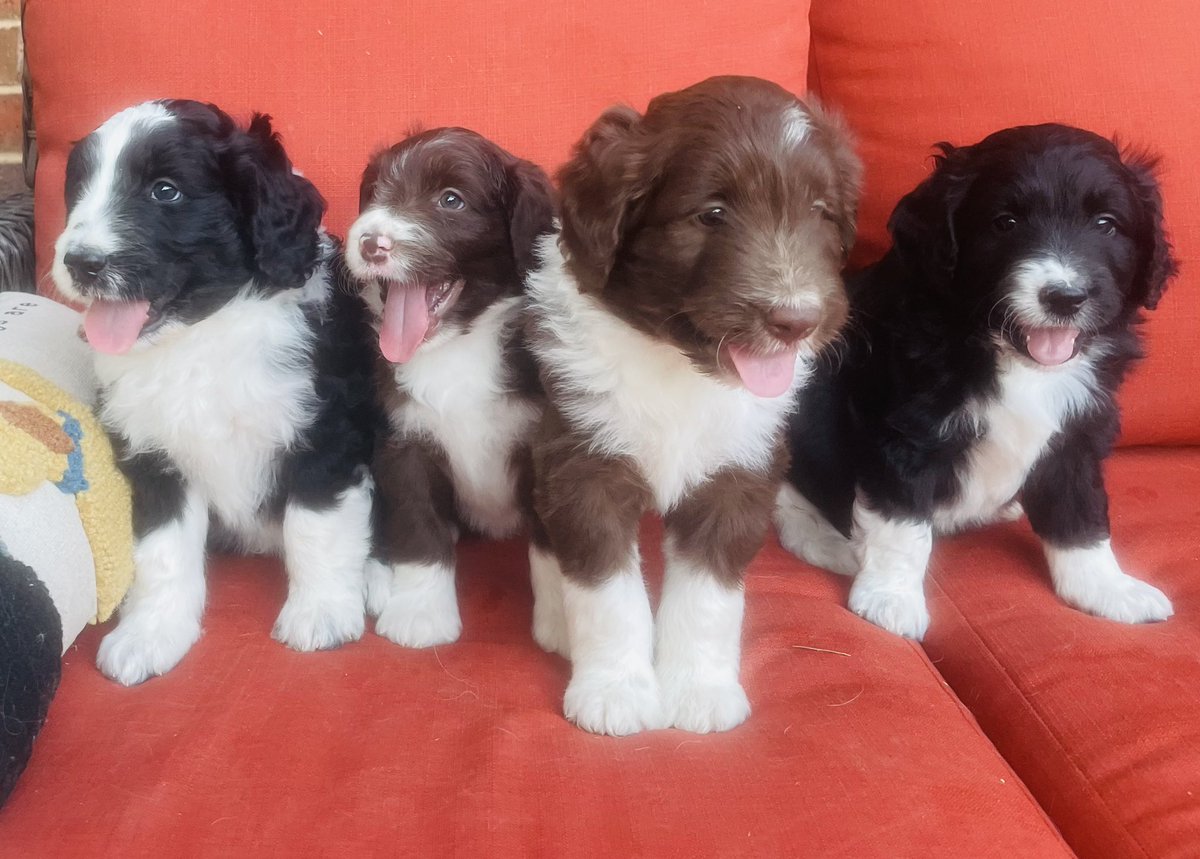 I have 4 sweet male aussiedoodles available if anyone is interested! 🐶🧡