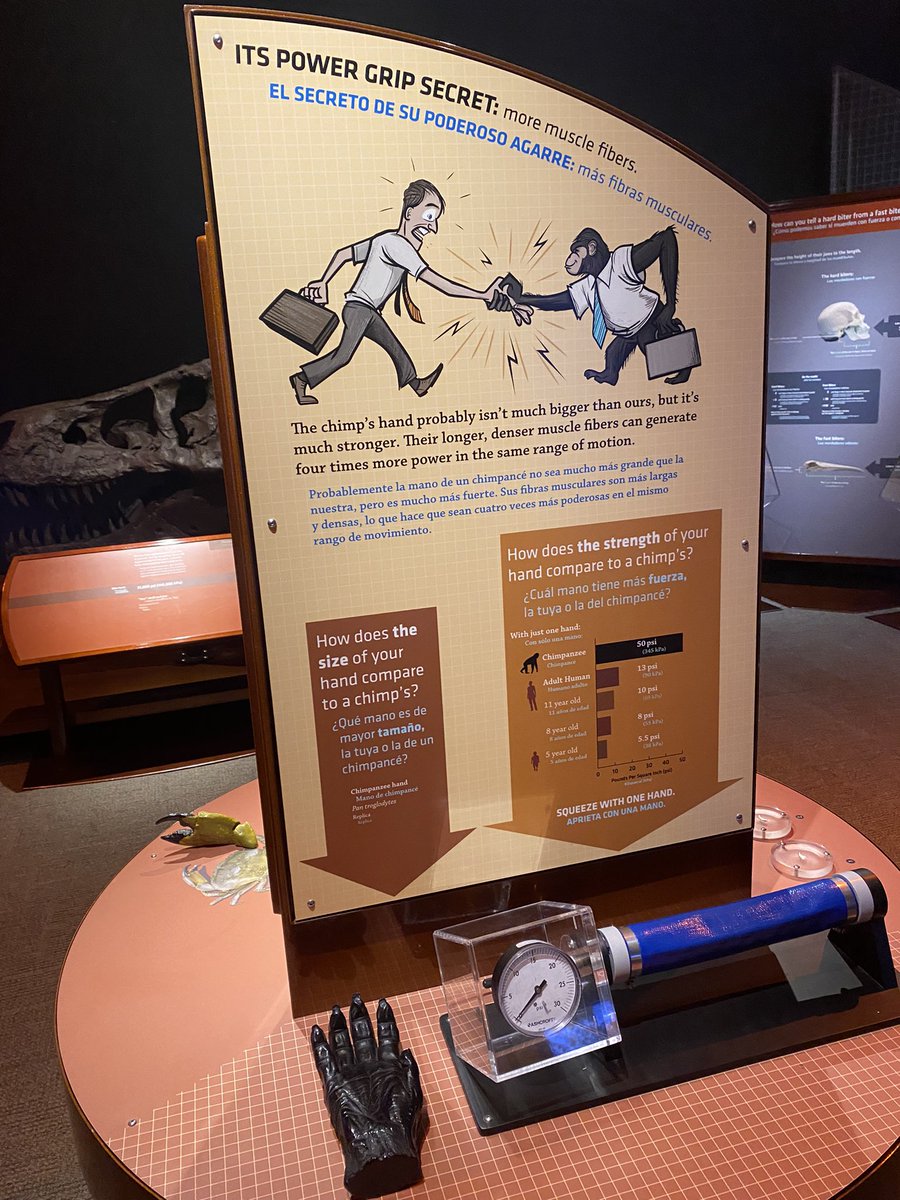 Haley_McL9's tweet photo. Quick visit to @CarnegieMNH today and came upon the “Nature’s Amazing Machines” exhibit which was bilingual English/Spanish! #SpanishInRealLife #AlwaysLearning https://t.co/9qziWF7FJR