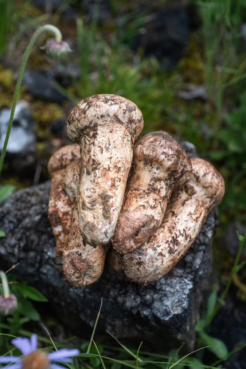 bbdshine's tweet image. Tricholoma matsutake 2