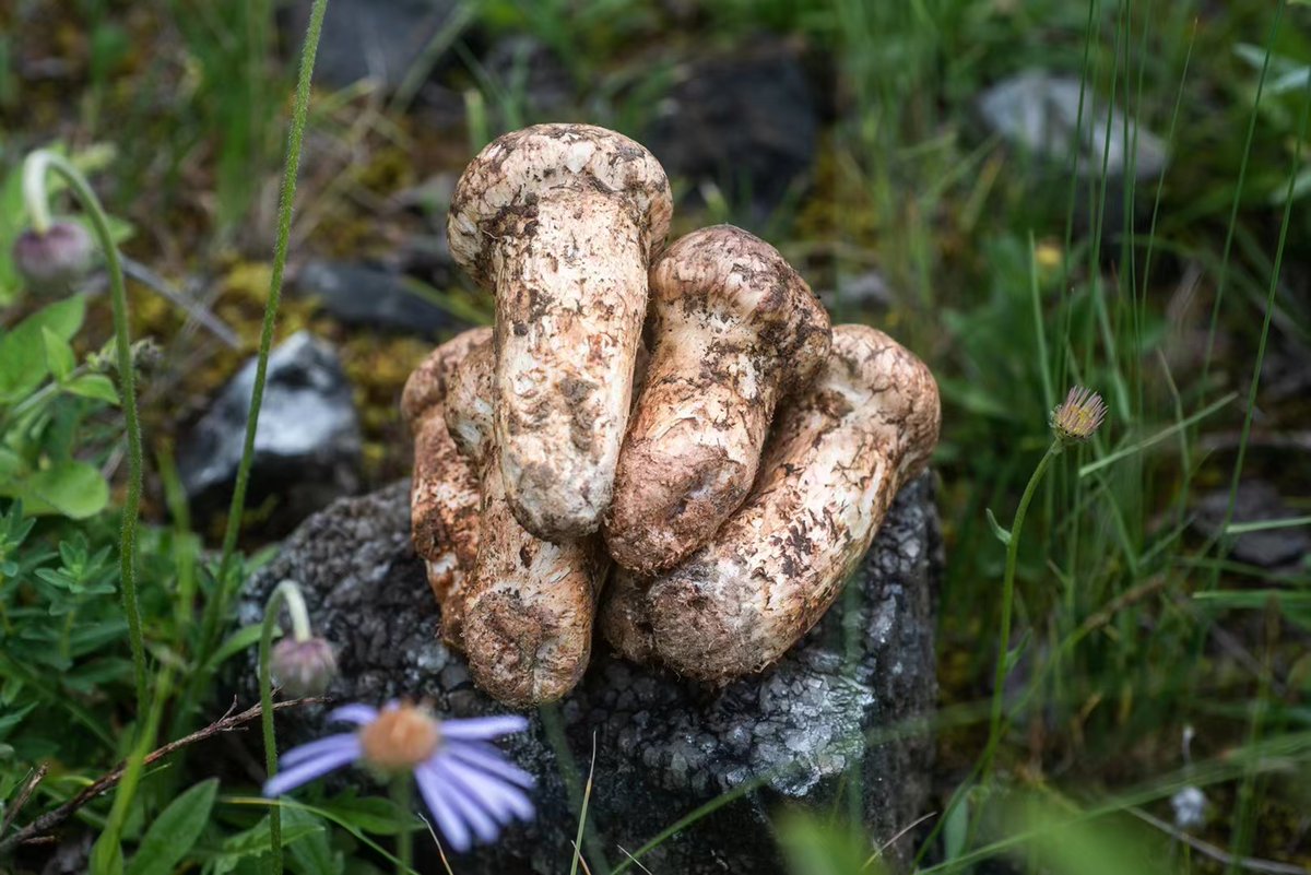 bbdshine's tweet image. Tricholoma matsutake 3