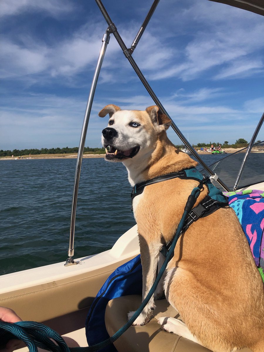 AtlasAdoptedPup's tweet photo. โLast weekend in #CapeCod I got to go on a #boat again, lay on the #beach and even took a โswimโ (OK maybe I got nudged into 3ft of water and had to make it to shore a few feet awayโฆ #Babysteps lol๐๐ณ) #Dog #dogs #dogsoftwitter #SummerVibes #MiniPanic https://t.co/zbuBmRwoM9