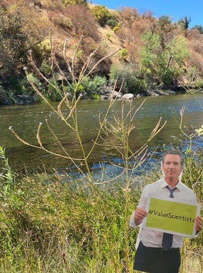 suzanne_deleon's tweet photo. @FlatGavin visiting the Lower Tuolumne River where #CaStateScientists working with a nonprofit and landowners to restore 10 acres of rearing and spawning habitat for steelhead. #ValueScientists https://t.co/9ZjpT8A1Oe