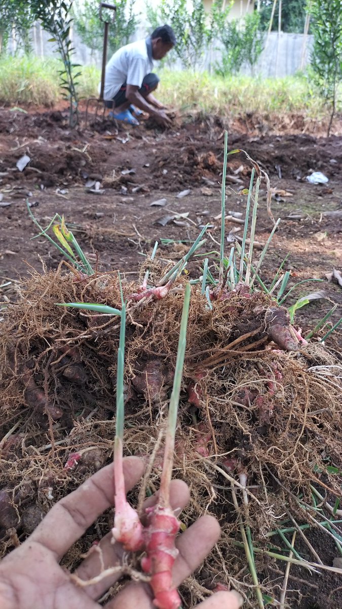 DhafirBibit's tweet photo. Sambil menunggu paket di pic up Abang kurir, sebaik nya kita lanjut panen dan timbang" untuk kirim nanti sore #jaheMerah https://t.co/7KW1fl77Vr