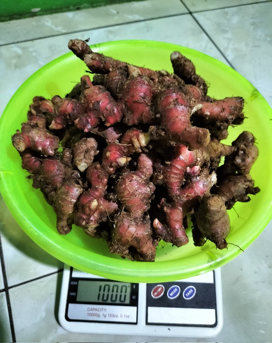 DhafirBibit's tweet photo. Sambil menunggu paket di pic up Abang kurir, sebaik nya kita lanjut panen dan timbang" untuk kirim nanti sore #jaheMerah https://t.co/7KW1fl77Vr