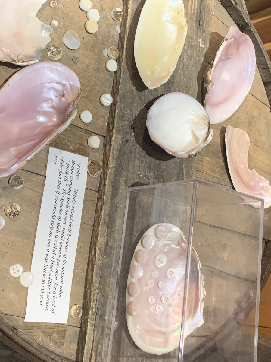 Learned a whole new use for mussels at National Pearl Button Museum! #clamming #pollywogging