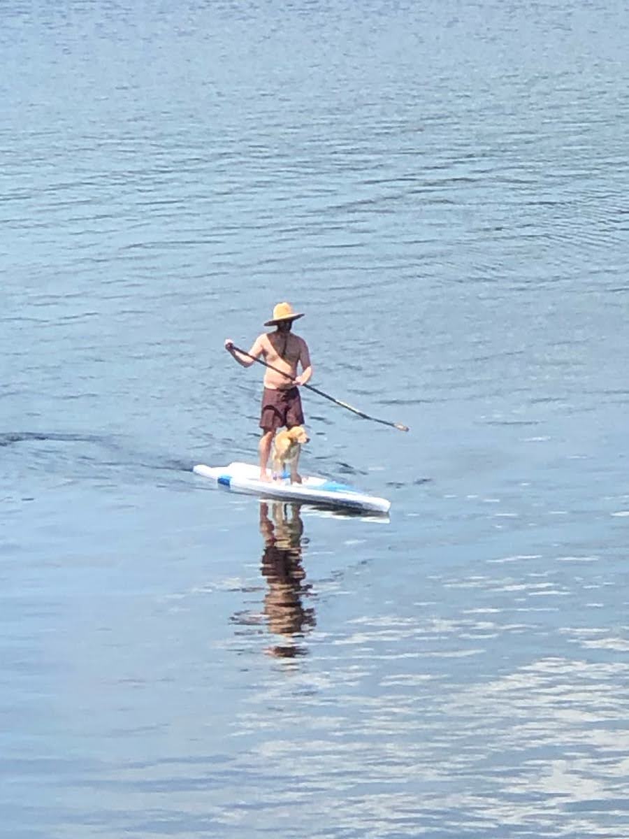 icallingh's tweet image. Saul is a paddle dog.