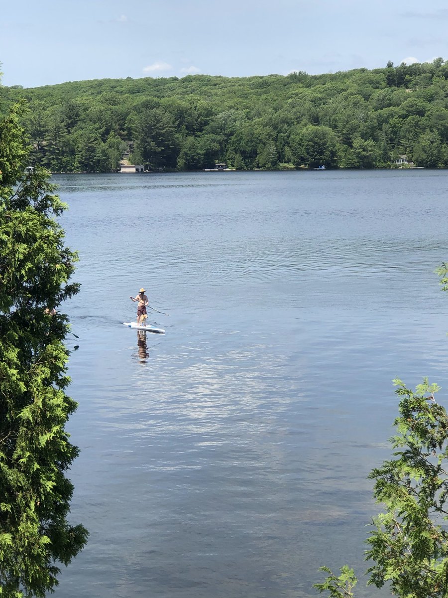 icallingh's tweet image. Saul is a paddle dog.