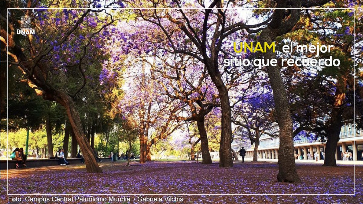 Fundacion_UNAM's tweet photo. Mencionen su sitio favorito de toda la UNAM 💙💛 https://t.co/U0ismgnu6L