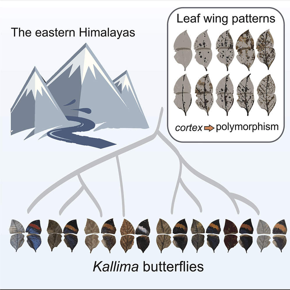 dj_lohman's tweet photo. Proud to share this paper coauthored with Wei Zhang and colleagues. A multi-omic approach was used to characterize the genomic basis of leaf mimicry in Kallima butterflies. On the cover of Cell 8/18/22!
@CCNYBiology @CCNY_Science @cunyeeb @GradCenterBio
https://t.co/EcA2AAYnjo https://t.co/rKWde2V8io