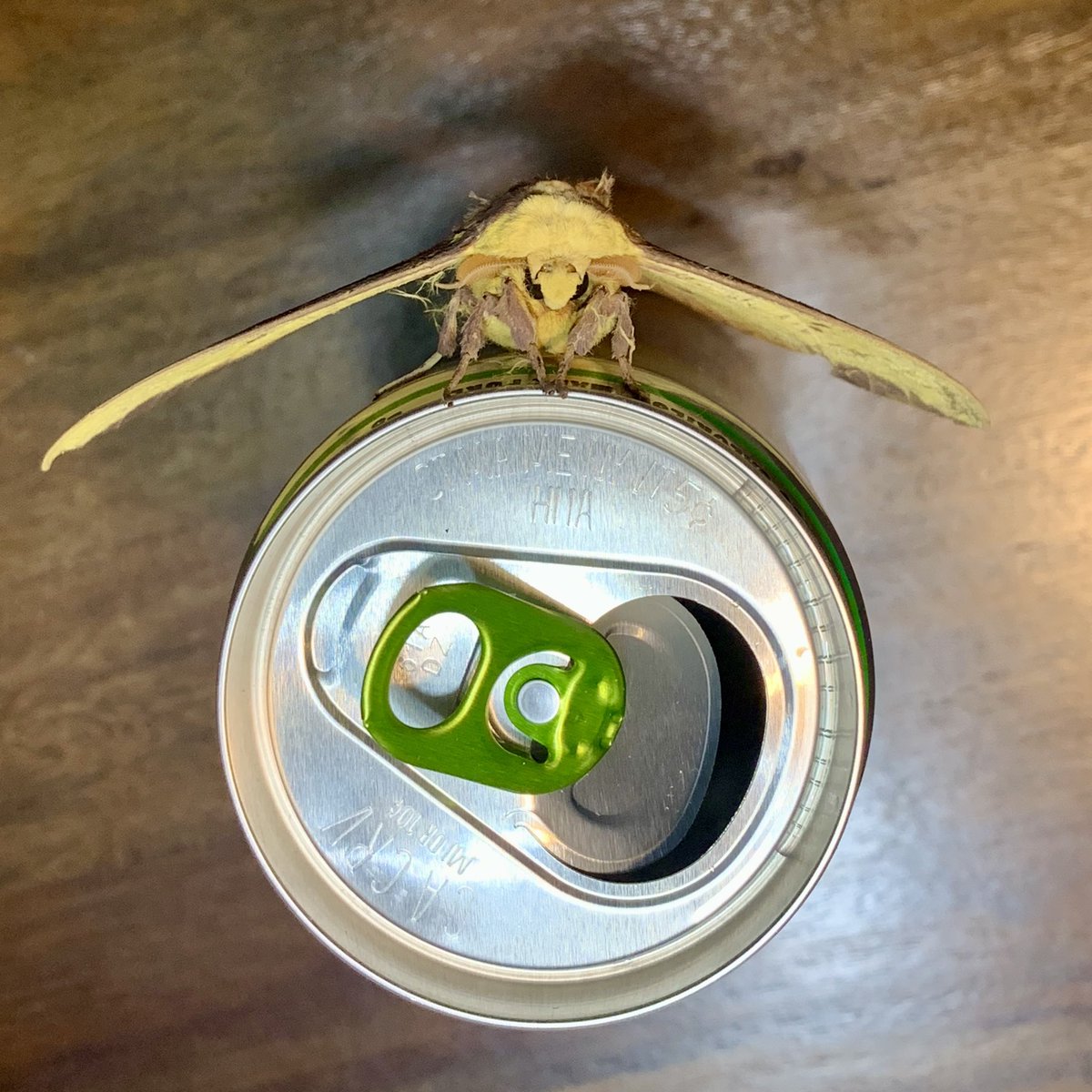 Cameron Ogg tweet media