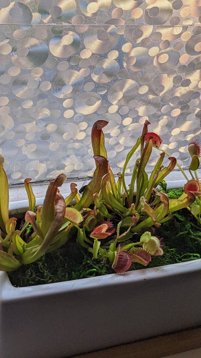LifeAboveAvG's tweet photo. For #plantsinside  -  these are two of the hardest working plants I own!! #BlackBotanistsWeek2022  #flytrap #pitcherplant https://t.co/3F6Ru1R0nq