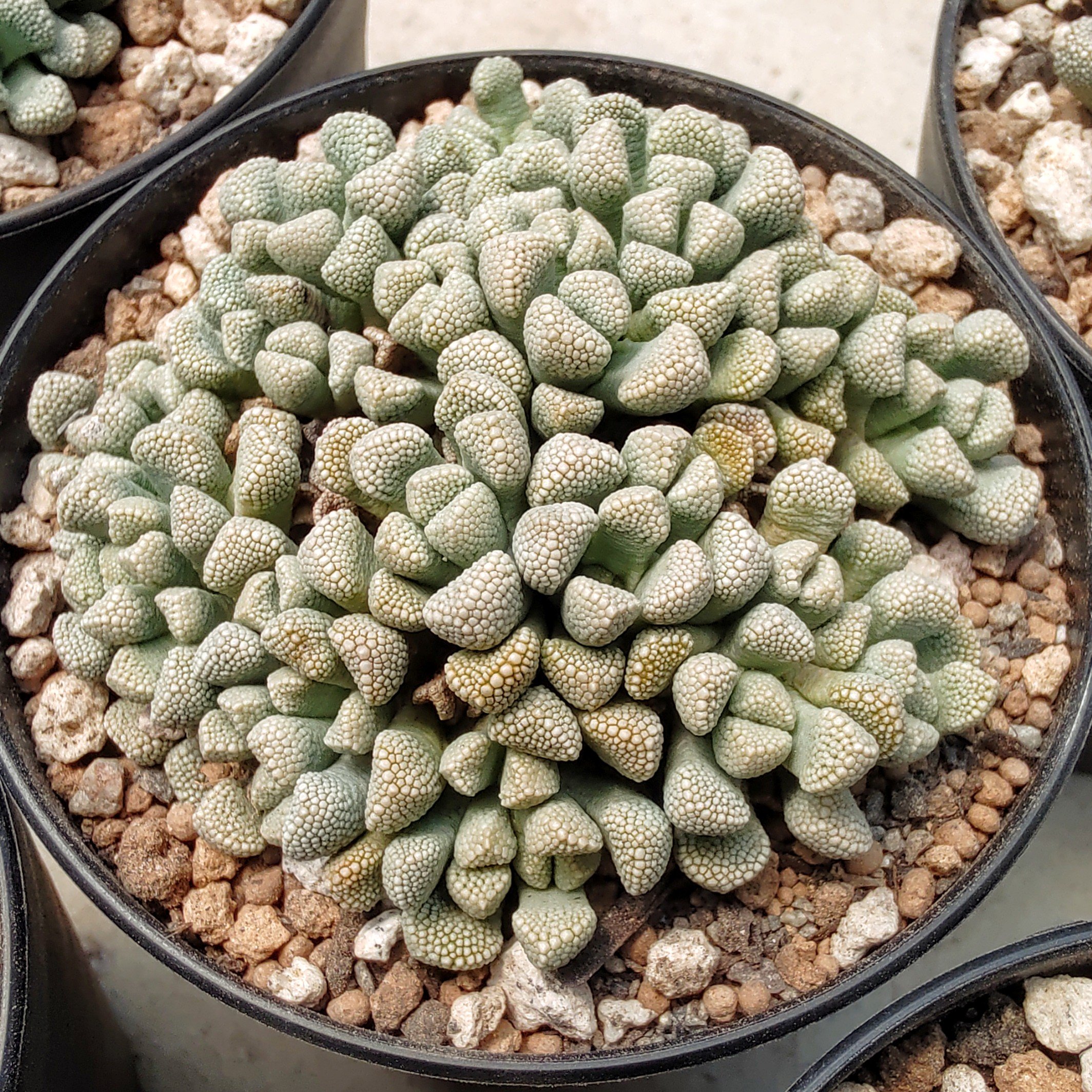 実生 谷島 秀明 Hideaki Yajima Titanopsis Primosii Sb 816 Platbakkies Northern Cape Rsa 和名は天女影 案の定ギューギューだったので引っこ抜いて植え付けました 直射日光下に置いてあったので葉が詰まってかっこいいのですが 葉っぱの温度が