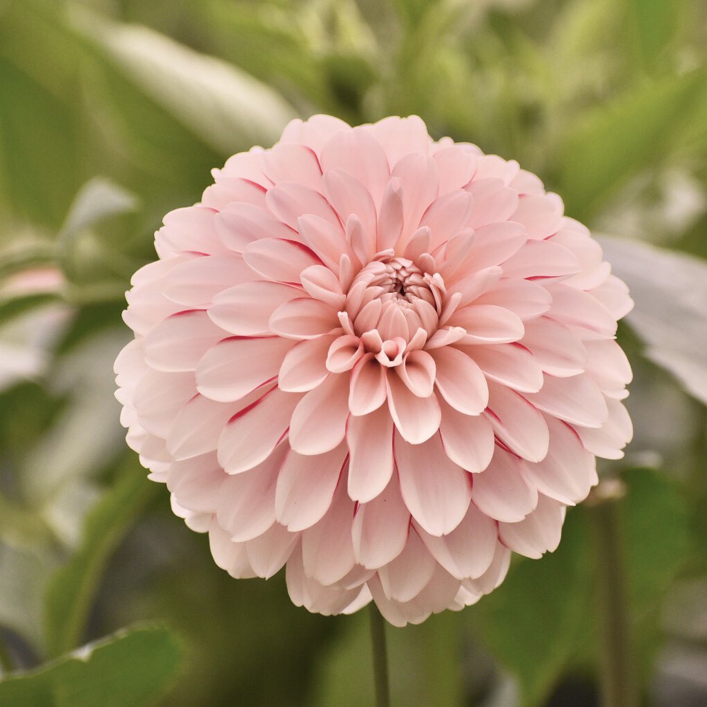 綾野b ダリア Dahlia Flowerphotography T Co Rn3xlu8uxd Twitter 綾野b ダリア Dahlia Flowerphotography T Co Rn3xlu8uxd Twitter