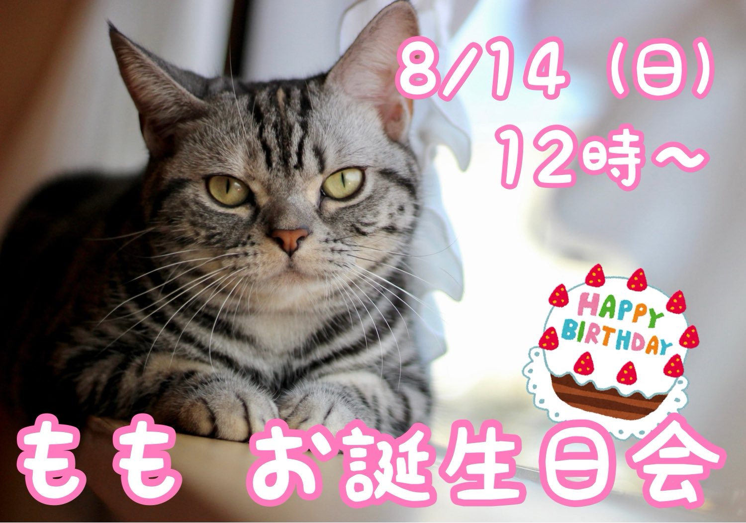 ネコのめしつかい もも お誕生日会 8 14 日 は ももちゃんの2歳のお誕生日会があります お誕生日はチートデイだから 好きなだけ食べようね 12時からは特製チュールケーキをサービスしますので ぜひお祝いにきてあげてくださいね キャット